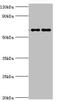 Far Upstream Element Binding Protein 3 antibody, orb353067, Biorbyt, Western Blot image 