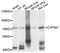 Cytochrome P450 Family 3 Subfamily A Member 7 antibody, abx135944, Abbexa, Western Blot image 