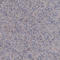 Tapasin-related protein antibody, HPA039545, Atlas Antibodies, Immunohistochemistry frozen image 