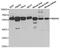 Regulator Of Microtubule Dynamics 3 antibody, A5820, ABclonal Technology, Western Blot image 