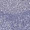 Enolase 3 antibody, HPA000793, Atlas Antibodies, Immunohistochemistry frozen image 