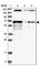 LTV1 Ribosome Biogenesis Factor antibody, NBP1-86733, Novus Biologicals, Western Blot image 