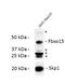 F-Box Protein 15 antibody, PA5-43963, Invitrogen Antibodies, Western Blot image 