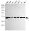 Eukaryotic translation initiation factor 2 subunit 1 antibody, M04387-1, Boster Biological Technology, Western Blot image 