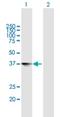 Neurexophilin 4 antibody, H00011247-B01P, Novus Biologicals, Western Blot image 