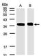 N-Myc And STAT Interactor antibody, PA5-27804, Invitrogen Antibodies, Western Blot image 