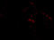 Septin-4 antibody, 3025, ProSci Inc, Immunofluorescence image 