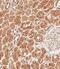 Sclerostin antibody, A03551-1, Boster Biological Technology, Immunohistochemistry paraffin image 