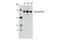 CAP-Gly domain-containing linker protein 1 antibody, 8977S, Cell Signaling Technology, Western Blot image 