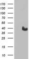Myogenic factor 5 antibody, NBP2-44245, Novus Biologicals, Western Blot image 