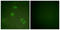 ETS domain-containing protein Elk-3 antibody, LS-B9863, Lifespan Biosciences, Immunofluorescence image 