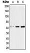Raftlin antibody, LS-C353342, Lifespan Biosciences, Western Blot image 