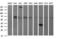 Synaptophysin antibody, LS-C174790, Lifespan Biosciences, Western Blot image 