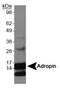 Energy Homeostasis Associated antibody, PA5-22995, Invitrogen Antibodies, Western Blot image 