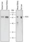 Phosphoenolpyruvate carboxykinase, cytosolic [GTP] antibody, AF7316, R&D Systems, Western Blot image 