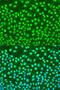 H2A Histone Family Member X antibody, LS-C746951, Lifespan Biosciences, Immunofluorescence image 