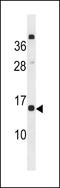 C-Type Lectin Domain Containing 19A antibody, LS-C203880, Lifespan Biosciences, Western Blot image 