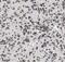 ELMO Domain Containing 1 antibody, FNab02743, FineTest, Immunohistochemistry frozen image 