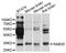 Ras-related protein Rab-35 antibody, STJ110336, St John