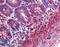 MIMP antibody, LS-B4993, Lifespan Biosciences, Immunohistochemistry frozen image 