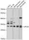 Uroplakin 3A antibody, 13-388, ProSci, Western Blot image 