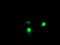Exosome complex exonuclease RRP42 antibody, TA504227, Origene, Immunofluorescence image 