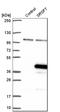 Serine/arginine-rich splicing factor 7 antibody, HPA043850, Atlas Antibodies, Western Blot image 