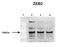 Zinc Finger E-Box Binding Homeobox 2 antibody, orb330041, Biorbyt, Western Blot image 
