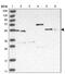 Syndapin 1 antibody, NBP1-87067, Novus Biologicals, Western Blot image 