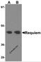 Zinc finger protein ubi-d4 antibody, 6109, ProSci Inc, Western Blot image 