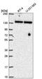Tripartite Motif Containing 24 antibody, HPA061717, Atlas Antibodies, Western Blot image 