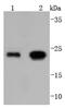 Glutathione Peroxidase 1 antibody, NBP2-67911, Novus Biologicals, Western Blot image 