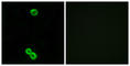 Ribosomal Protein L3 Like antibody, abx014129, Abbexa, Western Blot image 