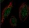 MAF BZIP Transcription Factor B antibody, NBP1-81342, Novus Biologicals, Immunocytochemistry image 