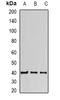 MFGM antibody, orb388429, Biorbyt, Western Blot image 