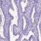 Dynein heavy chain 2, axonemal antibody, NBP2-49506, Novus Biologicals, Immunohistochemistry frozen image 
