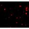 Fasciculation and elongation protein zeta-2 antibody, LS-C53233, Lifespan Biosciences, Immunofluorescence image 