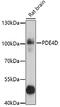 Phosphodiesterase 4D antibody, 16-670, ProSci, Western Blot image 