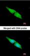 Mitogen-Activated Protein Kinase 4 antibody, orb73801, Biorbyt, Immunofluorescence image 