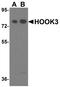 Hook Microtubule Tethering Protein 3 antibody, TA355011, Origene, Western Blot image 