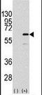 ETS Transcription Factor ELK1 antibody, PA5-13278, Invitrogen Antibodies, Western Blot image 