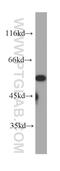 Neuronal acetylcholine receptor subunit alpha-7 antibody, 60220-1-Ig, Proteintech Group, Western Blot image 
