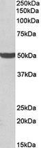 Pentatricopeptide Repeat Domain 2 antibody, orb79348, Biorbyt, Western Blot image 