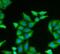 Cytochrome C Oxidase Subunit 5A antibody, FNab01900, FineTest, Immunofluorescence image 