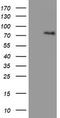 LIM Domain Kinase 1 antibody, TA502904S, Origene, Western Blot image 