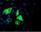 Iduronate 2-Sulfatase antibody, NBP2-01745, Novus Biologicals, Immunofluorescence image 