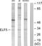 ETS-related transcription factor Elf-5 antibody, LS-B11375, Lifespan Biosciences, Western Blot image 