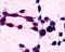 Xenotropic and polytropic retrovirus receptor 1 antibody, PA1-23547, Invitrogen Antibodies, Immunohistochemistry paraffin image 