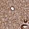 Mitochondrial Assembly Of Ribosomal Large Subunit 1 antibody, PA5-62569, Invitrogen Antibodies, Immunohistochemistry paraffin image 
