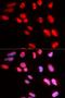 Rab GDP dissociation inhibitor alpha antibody, orb167368, Biorbyt, Immunocytochemistry image 